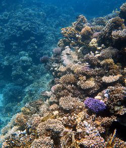 View of coral swimming in sea