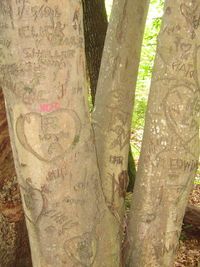 Close-up of tree trunk in forest