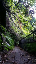 Narrow pathway along trees in forest