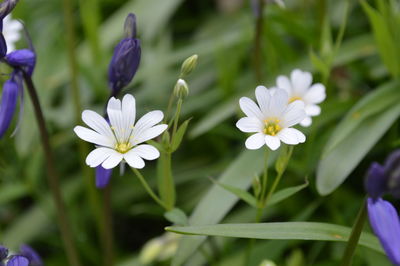 Close-up of white flowers blooming outdoors