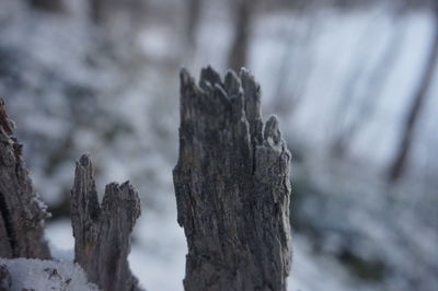 Close-up of tree trunk during winter