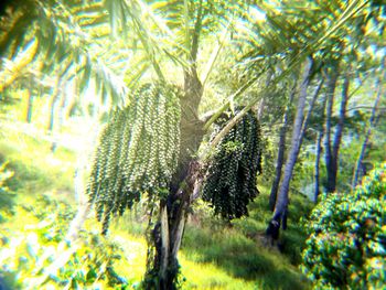 Close-up of pine tree in forest