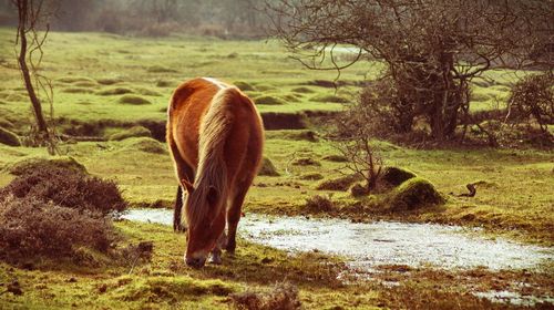 Trees on grassy field