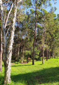 Trees in a forest