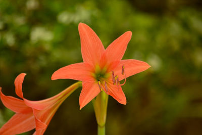 Close-up of orange flower