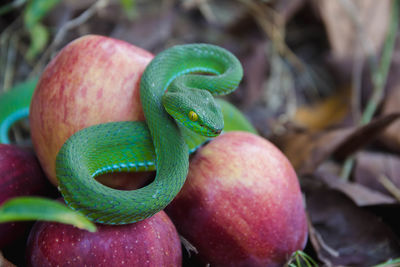 Close-up of lizard on plant