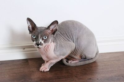 Portrait of a sphynx cat sitting on hardwood floor