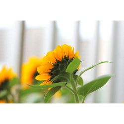 Close-up of yellow flowers