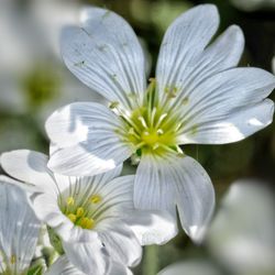 Close-up of white flower blooming outdoors