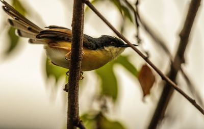 Close-up of bird perching on branch
