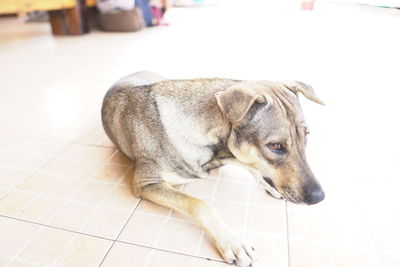 Close-up of a dog resting on tiled floor