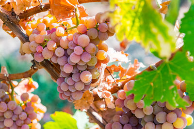 Close-up of grapes growing on plant