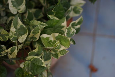 High angle view of leaves in plant