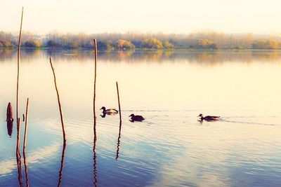 Scenic view of lake