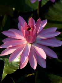 Close-up of pink water lily