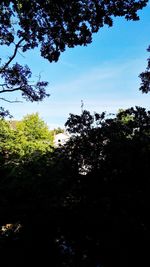 Low angle view of trees against sky