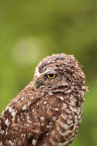 Close-up portrait of eagle