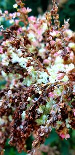 Close-up of cherry blossom