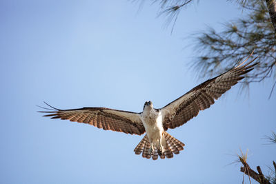 Osprey bird of prey pandion haliaetus flying across a blue sky over clam pass in naples, florida 