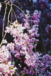 Close-up of pink cherry blossoms in spring