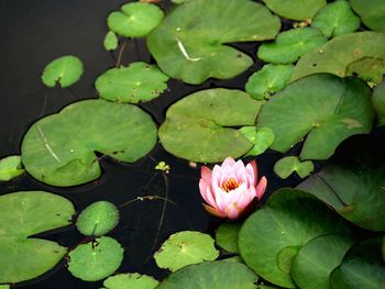 High angle view of lotus water lily in pond