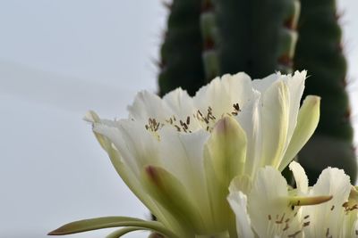 Close-up of white flowering plant