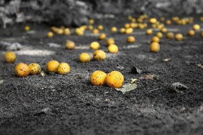 Close-up of yellow growing on field