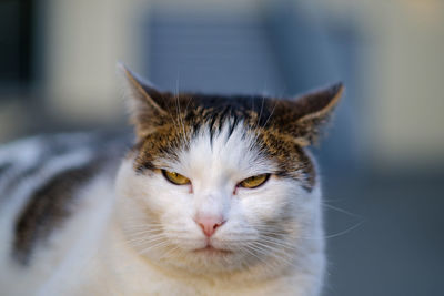 Close-up of a cat