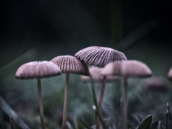 Close-up of mushrooms growing outdoors