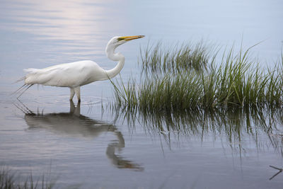 White heron in lake