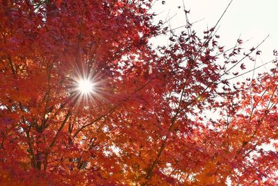 Low angle view of sunlight streaming through tree