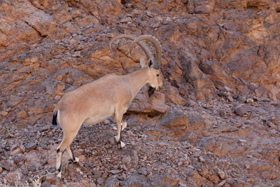 Ibex standing on rock in the desert 