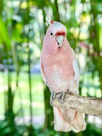 Close-up of parrot perching on branch