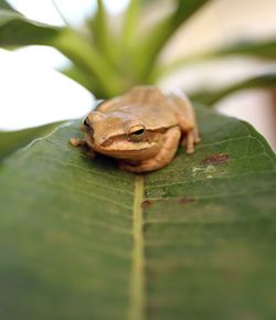 Close-up of frog on leaves