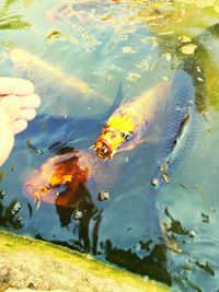 High angle view of koi carps swimming in pond