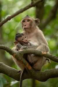 Monkey sitting on branch