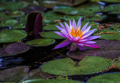 Close-up of lotus water lily in lake