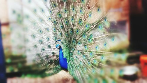 Close-up of peacock