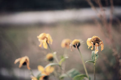 Close-up of wilted flower on field