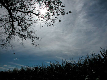 Low angle view of silhouette tree against sky