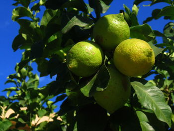 Low angle view of lemons on tree