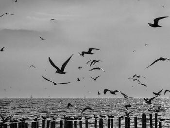 Seagulls flying over sea against sky