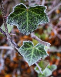 Close-up of plant