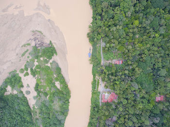 High angle view of trees and plants on land