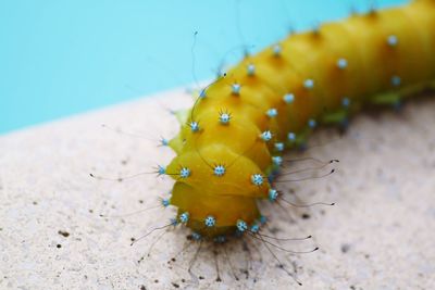 Close-up of insect on the sea