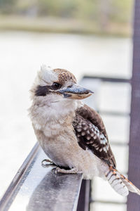 Close-up of bird perching on railing