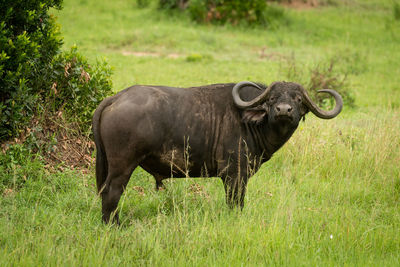 Cape buffalo stands in grass watching camera