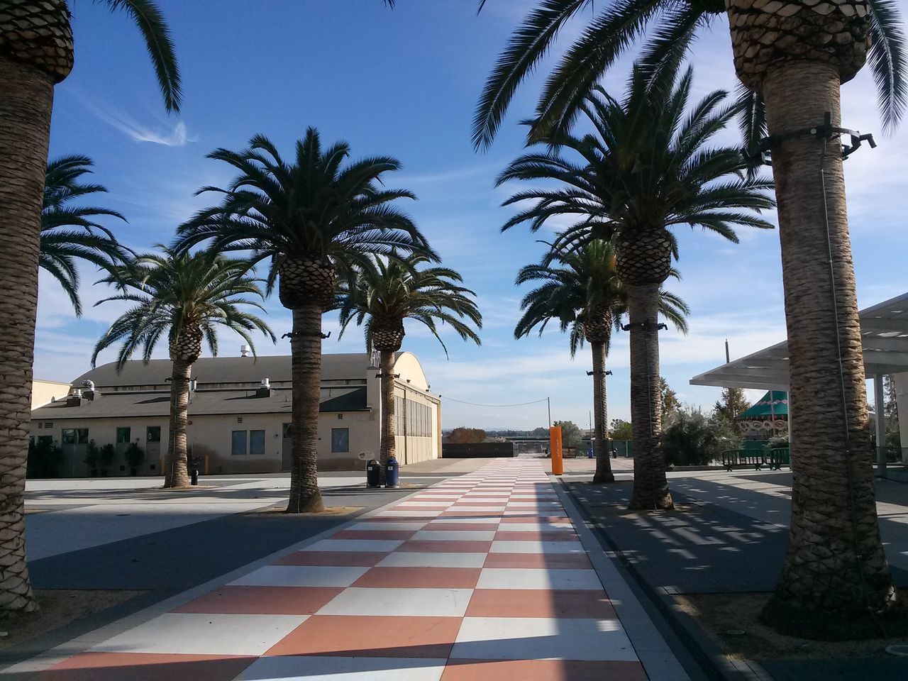 palm tree, tree, building exterior, architecture, built structure, the way forward, sky, tree trunk, street, sunlight, shadow, blue, city, diminishing perspective, road, day, treelined, outdoors, incidental people, growth