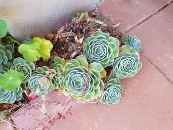 High angle view of succulent plant