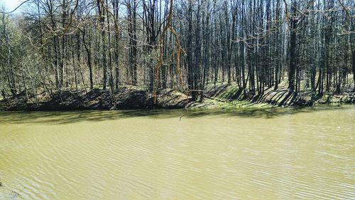 Scenic view of river in forest